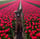 life.of.gsd_koda
