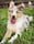 addietheroughcollie