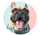 pukthefrenchbulldog