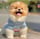 bobooodog