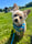 Ronniethechorkie