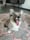 Umithefluffycorgi