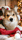 piksi.the.corgiboy