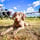 Pheline_theweimaraner