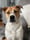 baileytheanxiousrescue