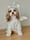 Kaaju_the_cavapoo