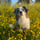 parra_australianshepherd