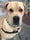 louis_great_dane_mastiff_