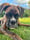 Sjef_the_boxer