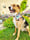 tobys_greatest_adventures