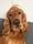 arlo_thecockerspan