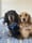 Fachshund