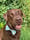 Rosie_lab_life