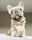 the_adorabulls_adventures