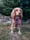Thistle_the_cockerspaniel