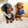 eddie_minidach