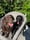 Labradors_skye_thor