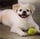oscarthetibetanspaniel