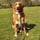toller_drogan