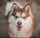 Pomskycharlie_