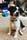 Littlelunahuahua