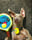 Lunatheweimaranerx