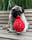 abe_thepug