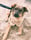 woody_theadoptiondog