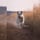 Whiteshepherd.jax