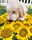 ohnoey.itsme.chloe