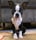 Baileytheboston5722