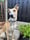 Oscar_and_rosies_adventures