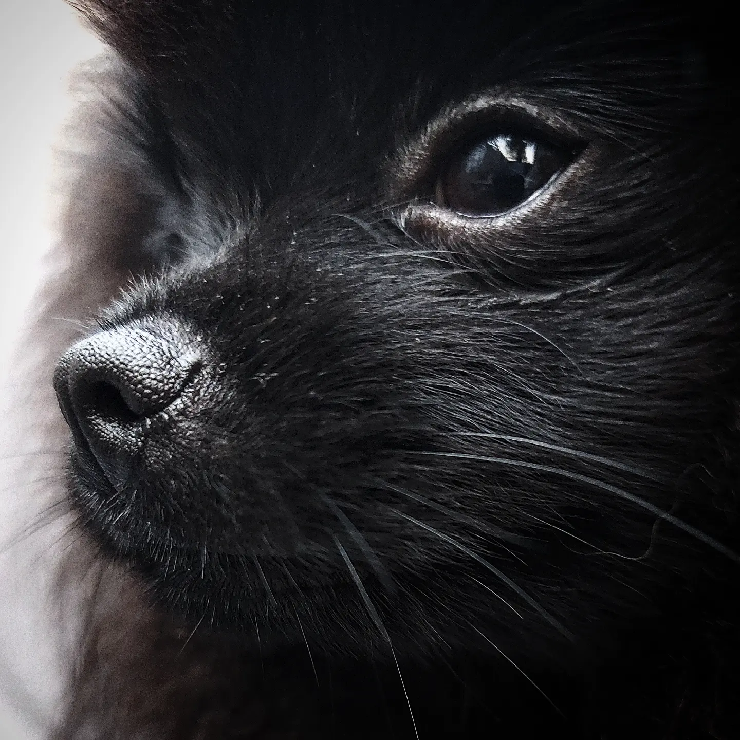 pom.smokey