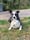 Tess.thecollie