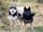 the.pomskybrothers