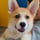 pocky.corgi