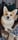 Corgi_Teddy_Mattake