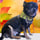 itschampthechihuahua