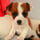 kiba_the_jackrussell