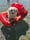 Pepito_un_angelo_di_maltese