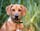 taio_ridgeback