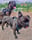 Storm_tiny_beastie