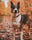 seelenhund.daisy