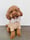 rufus_thetoycavoodle