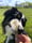 goose.aussie