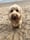 bodhi_bear_cockapoo
