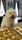 coton.pako