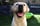 joy.de.labrador