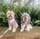 ruby_and_bailey_the_lowchens