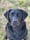 blacklab_yara